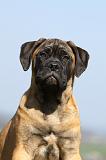 BULLMASTIFF 493